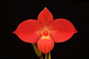 Phragmipedium Fritz Schomburg Michelle HCC/AOS 79 pts.